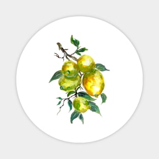 Lemon Fruits Growing from a Tree Branch Magnet